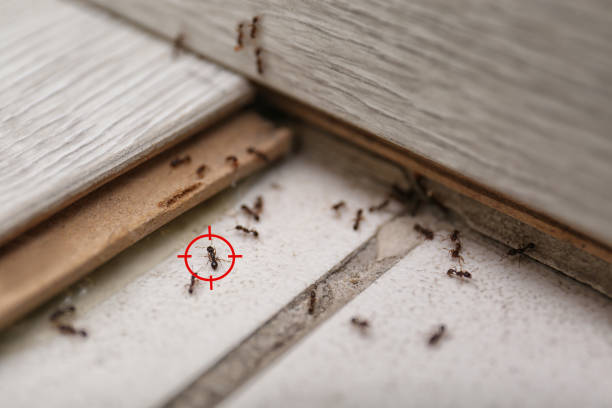 Best Mosquito Control Services  in Amory, MS