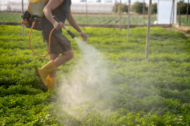 Wasp Removal Services in Amory, MS