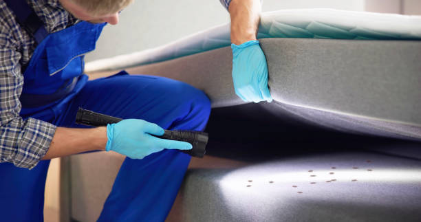 Best Flea Control Services  in Amory, MS
