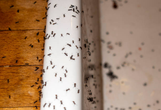 Best Spider Control Near Me  in Amory, MS