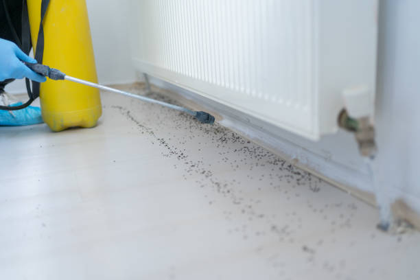 Best Insect Control  in Amory, MS